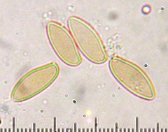 Butyriboletus querciregius