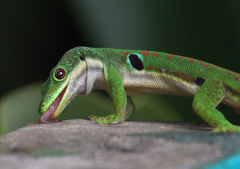 Phelsuma quadriocellata