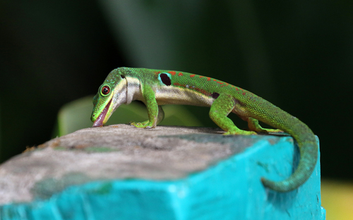 Peacock Day Gecko