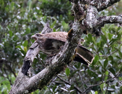 Buteo brachypterus