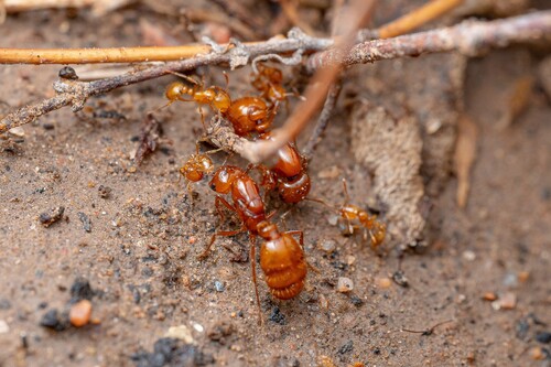 Geminata-group Fire Ants (Solenopsis geminata)
