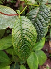 Monopyle