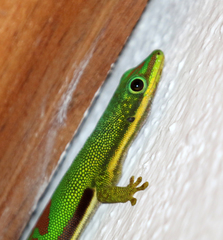 Phelsuma lineata