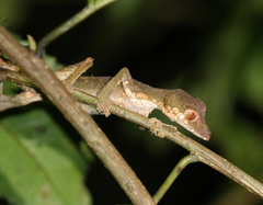 Uroplatus phantasticus