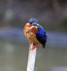 Corythornis vintsioides