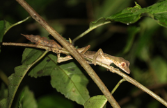 Uroplatus phantasticus