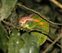 Calumma oshaughnessyi