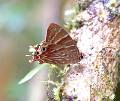 Saribia perroti