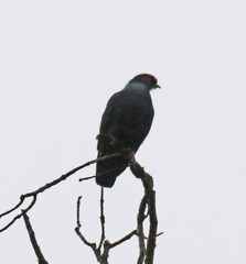 Alectroenas madagascariensis