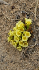 Euphorbia quartziticola