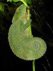 Calumma crypticum
