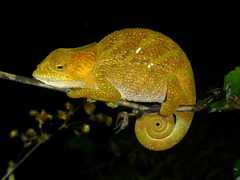 Calumma oshaughnessyi