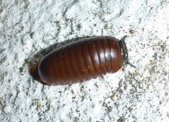 Arthrosphaeridae