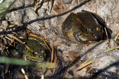 Lithobates onca