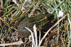 Lithobates onca