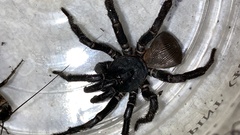 Cyclocosmia truncata