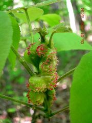 Phylloxera spinosa
