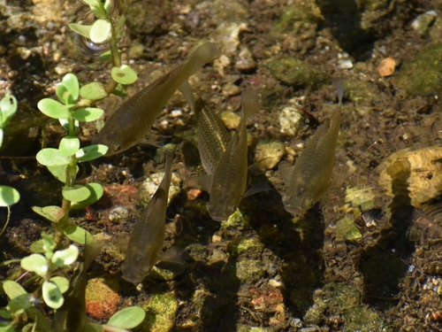 Amazon molly (Poecilia formosa) — Poeciliidae — 4