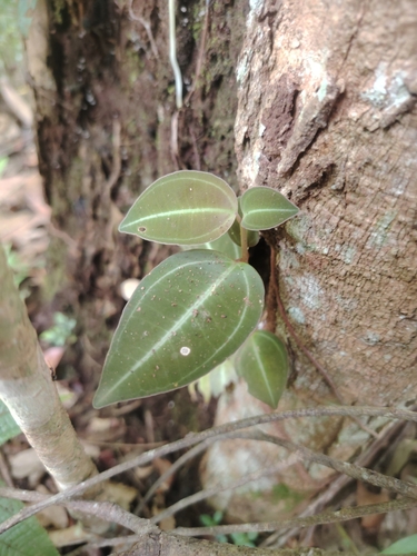Pachycentria pulverulenta observed 2025-08-16
