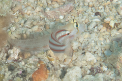 Hologymnosus doliatus