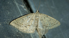 Taxeotis reserata