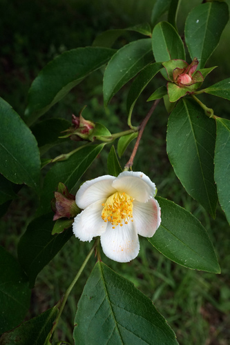 Upright stewartia (Stewartia rostrata)