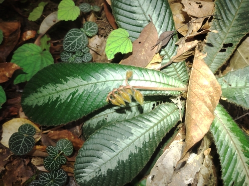 Acrotrema costatum (Acrotrema costatum)