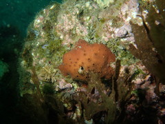 Amphimedon trindanea