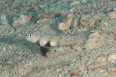 Amblyeleotris guttata