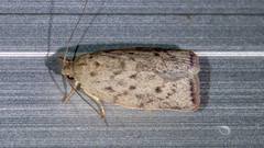 Garrha carnea