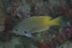 Pomacentrus nigromarginatus