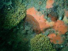 Dragmacidon mexicanum