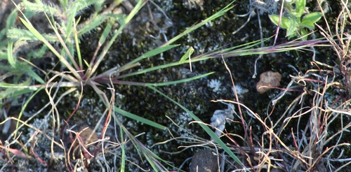 Muhlenbergia spatha