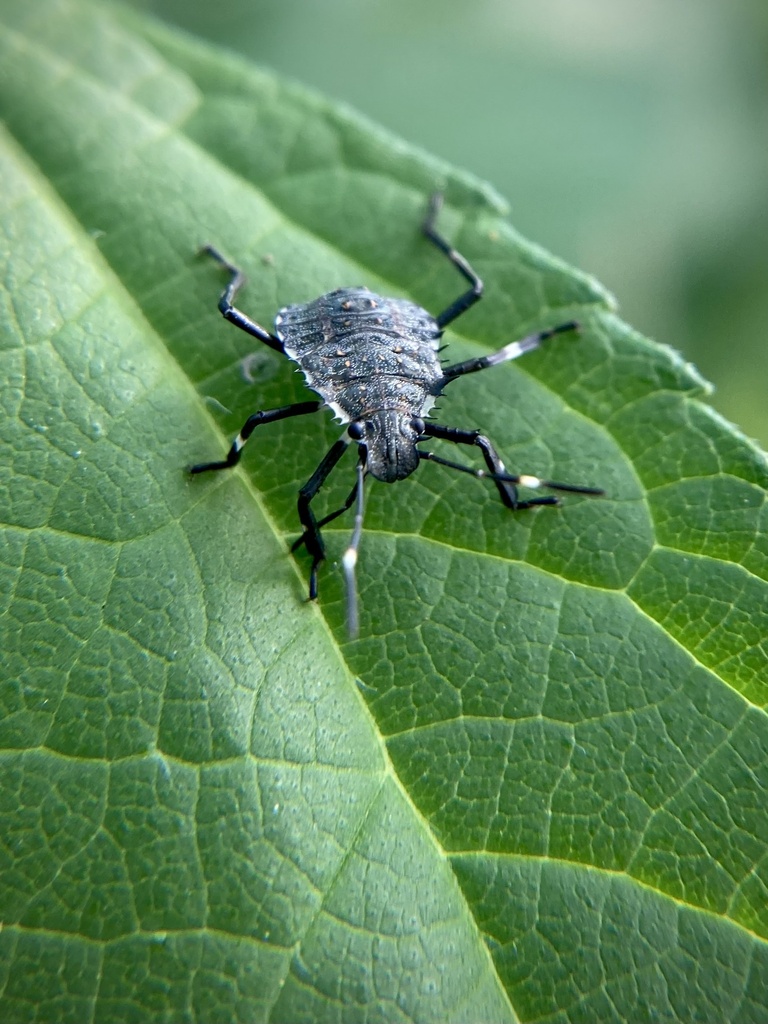 Bugs In Wisconsin Brown Marmorated Stink Bug from Elver Park, Madison, WI, US on August ...