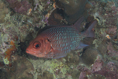 Sargocentron violaceum