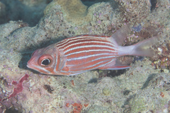 Sargocentron diadema
