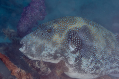 Arothron caeruleopunctatus