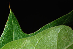 Quercus × runcinata