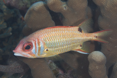 Sargocentron melanospilos