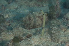 Heteroconger hassi