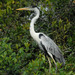 Cocoi Heron - Photo (c) Paul Donahue, some rights reserved (CC BY-NC), uploaded by Paul Donahue