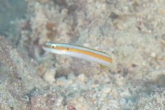 Gunnellichthys curiosus