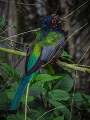 Trogon surrucura