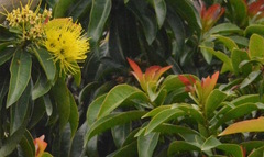 Xanthostemon chrysanthus