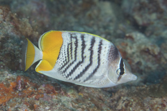 Chaetodon mertensii