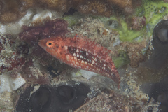 Oxycheilinus bimaculatus