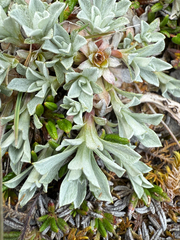 Antennaria alpina, photograph (c) Patrice Dupont, some rights reserved (CC BY)