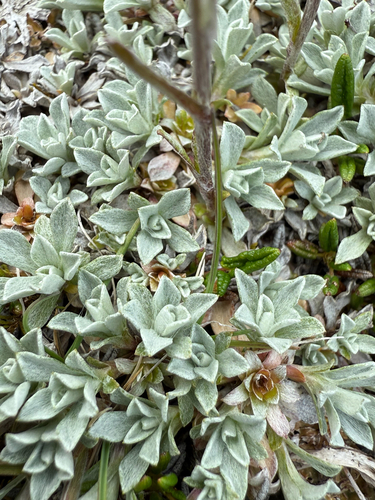 Alpine Pussytoes (Antennaria alpina)