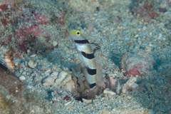 Stonogobiops xanthorhinicus