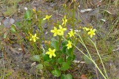 Ornduffia reniformis